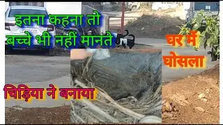 New#viral#desidogs#pets#doglover #dogvideos #petlife#sandy#gajab#video#sandycandy#indian#street#dog
