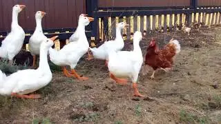 Битва крутой  курицы  гусиной братвой)))