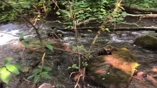 Great Screensaver for Relaxing with Appalachian Mountain Running Stream