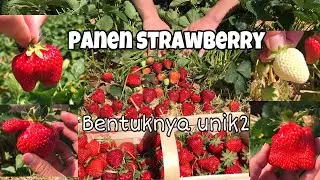 PANEN STRAWBERRY JUMBO 🍓🍓🍓🍓
