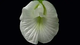 White Clitoris Flower | Asian Pigeonwings | Clitoria Ternatea #flowerplant