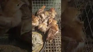 UPDATE SAATING CABS , RHODE ISLAND RED AT NATIVE CHICKENS