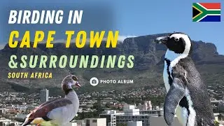 Birding in Cape Town & Surroundings Dec 2011