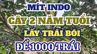 MÍT INDO, CÂY 2 NĂM TUỔI, LẤY TRÁI BÓI, ĐỂ 1.000 TRÁI