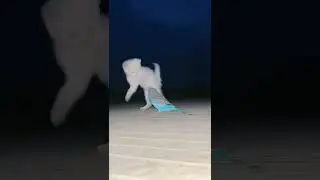 #funnyvideos #funny #dog #animal#cute #zoo #nature