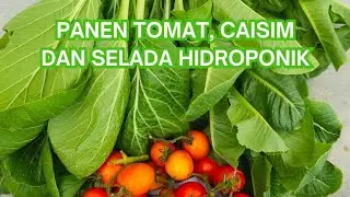 PANEN TOMAT, CAISIM DAN SELADA HIDROPONIK