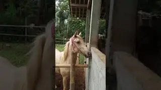 Tanda Kuda Betina Minta Dibuahi