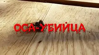 Оса убийца!!!