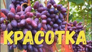Grape variety KRASOTKA. Full description and cultivation recommendations for northern regions
