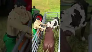 Vaccinando o gado/ vaccino tori/ 