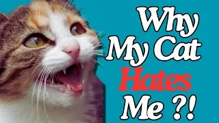 Why My Cat Hates Me?