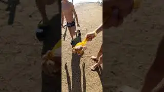 Sataya Resort Marsa Alam, красный краб 🦀  на красном море)