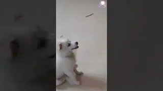 Cute Puppy 🥰 Angry on Mom 😡 Angry Puppies dislikes speaking with her Mommy on Mobile 👩 🤔