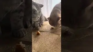 Ну всем понравилось 🥰