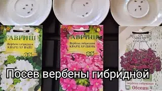 Посев и выращивание вербены гибридной из семян.