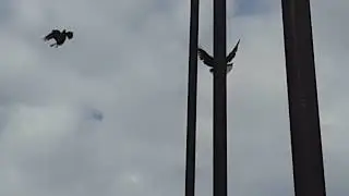 Утренний подъём голубей в выходной день 21 04 2024 г