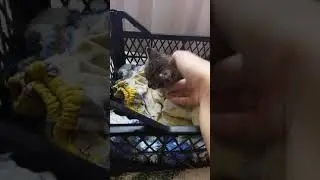 Я вчера нашла котенка на улице.