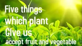 5 Things Which Plant Give Us ? Accept FRUITS AND VEGETABLE