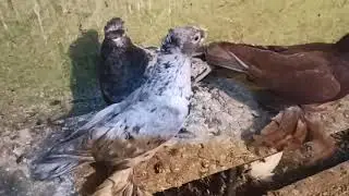 голуби улыбаются!