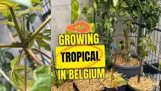 Tropical plant tour in cold weather: update end of May