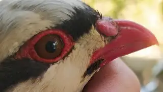 кабк бозори сайрон Гарм