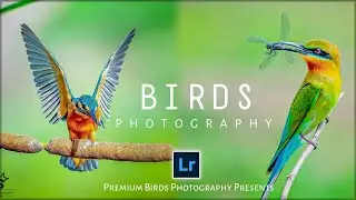 Birds Photography Preset Mobile Lightroom Tutorial Trick🔥Best Colors Effects |