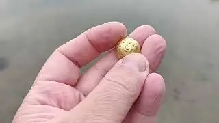 minelab x Terra pro на выбитом пляже! gold earring)