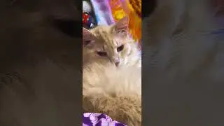мурзик 