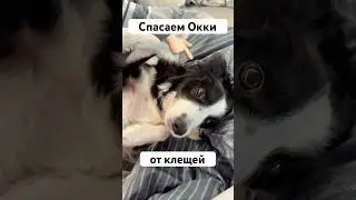Таблетки от клещей сейчас не даем из-за аутоиммунного заболевания #окки #собака #бордерколли #треш