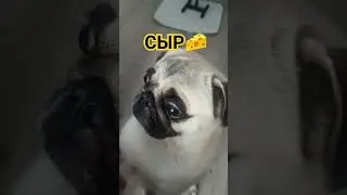 #собака #забавные #животные #собаки #pug #мопс #мопсик #сыр