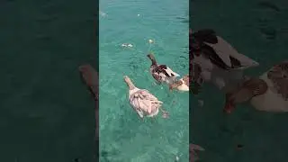 Bodrum Аквариум и Гуси