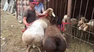 Корабль с сыном - Тайсоном.