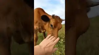 ТГ- котвсметане #music #cover #song #деревня #животные #cow #белгородскаяобласть
