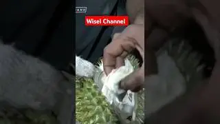 DURIAN KAMPUNG⁉️ISI PUTIH#shortvideo  #durian