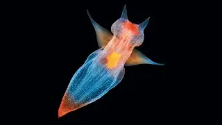 Sea Angel 😈 Cute Creature, Dark Intentions! | 1 Minute Animals