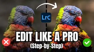 EDITING BIRD PHOTOS IN LIGHTROOM CLASSIC: A Beginner's Step-By-Step Guide