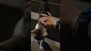 🐈 Новый Подбросыш