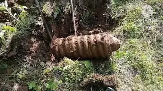 КОПМЕТАЛЛА В ЛЕСУ, РАЗВЕДУЕМ НОВЫЕ МЕСТА