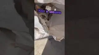 кот Снежок и его квартира 