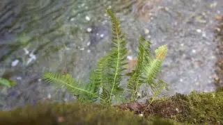 Mountain Stream