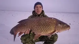 Трофейный Сазан на спиннинг. Вес Сазана.
