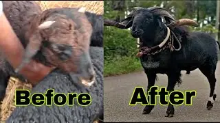 Karnatak Sheep Transformation (2020-2022)😱Unbelievable 