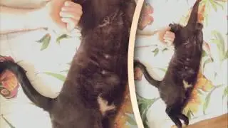 Майский кот! птицами птицами