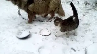 Cat and dog friends forever. Cat of the dog friendly