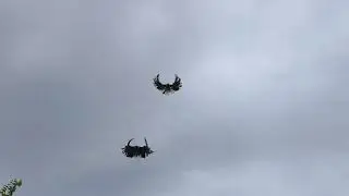 Серпастые голуби Сергиенко Д. С.