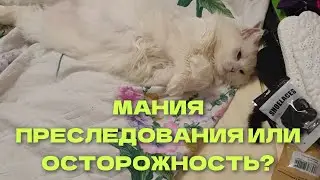 🥺Почему побрила кота?🐈/💏Отношения в 40+ после долгого одиночества💥