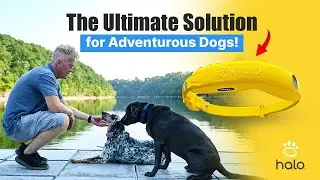 NO MORE Physical Fences! How The Halo Collar Transformed Backyard Adventures!