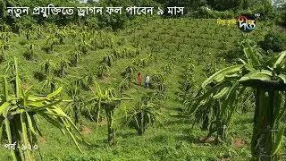 Deepto Krishi/দীপ্ত কৃষি-  নতুন প্রযুক্তিতে ড্রাগন ফল পাবেন ৯ মাস | খাগড়াছড়ি | deepto tv