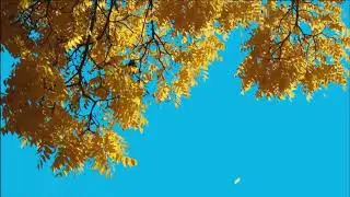 Tree green screen video, Green screen tree, tree green screen effect kinemaster, P-26