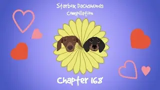 Starbox Dachshunds Compilation Chapter 168